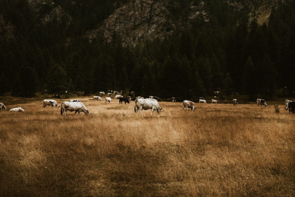 Adventure Pre-Wedding Session In The Italian Alps